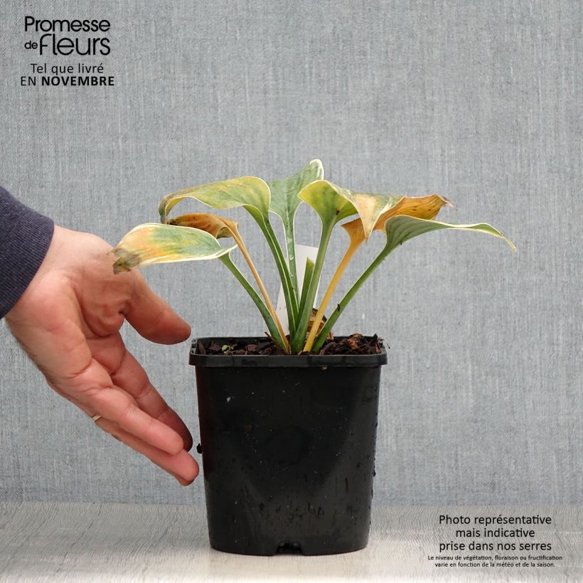 Example of Hosta Blue Flame - Garten-Funkie Topf mit 1,5L/2L as you get in automne