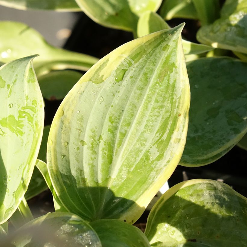 Hosta Blue Flame - Garten-Funkie (Foliage)