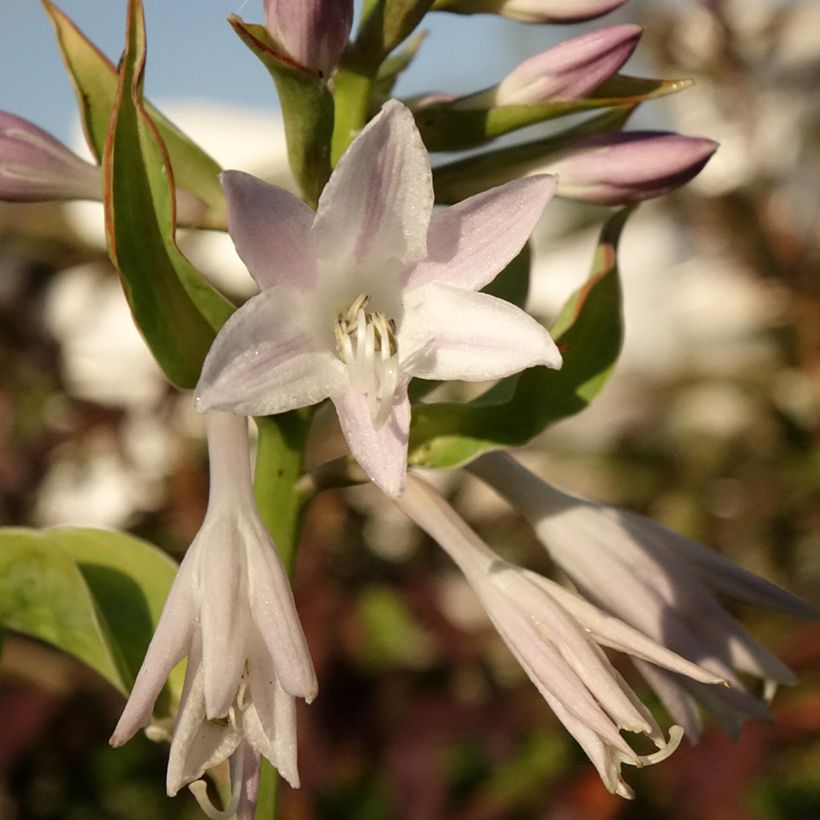 Hosta Blue Flame - Garten-Funkie (Flowering)