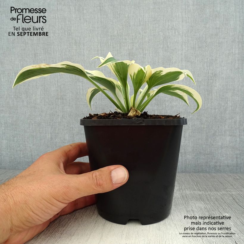 Example of Hosta tardiana Blue Ivory - Garten-Funkie Topf mit 1,5L/2L as you get in ete