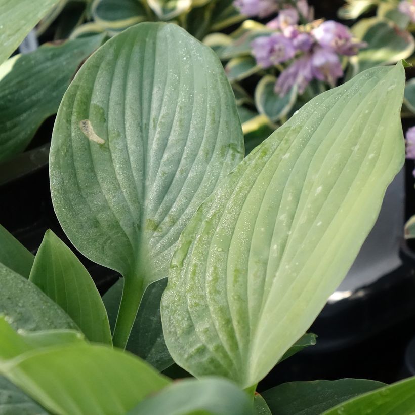 Hosta Blue Mammoth - Garten-Funkie (Foliage)