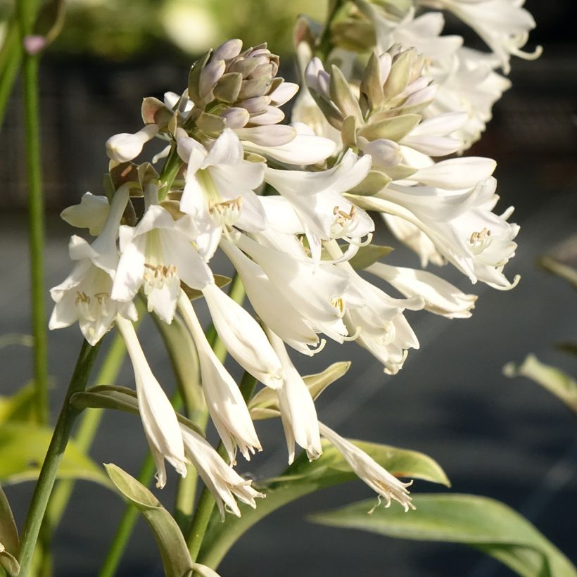 Hosta Blue Mammoth - Garten-Funkie (Flowering)