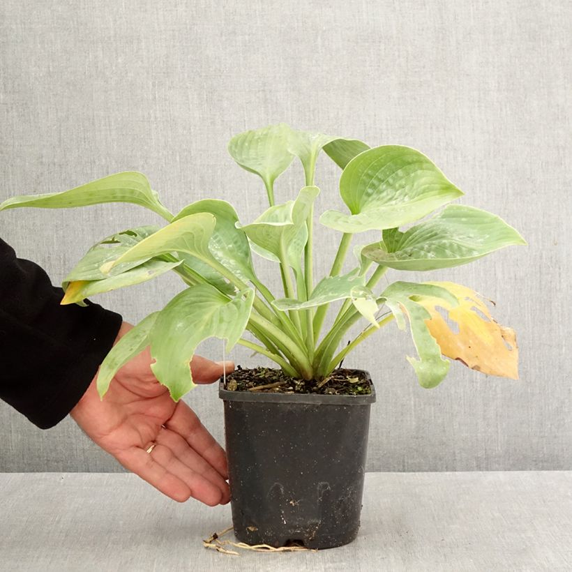 Exemplar von Hosta Blue Mammoth - Garten-Funkie Topf mit 1,5L/2L wie im Herbst geliefert