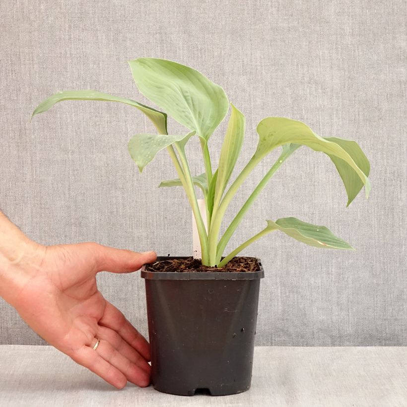 Example of Hosta Blue Mammoth - Garten-Funkie Topf mit 1,5L/2L as you get in ete