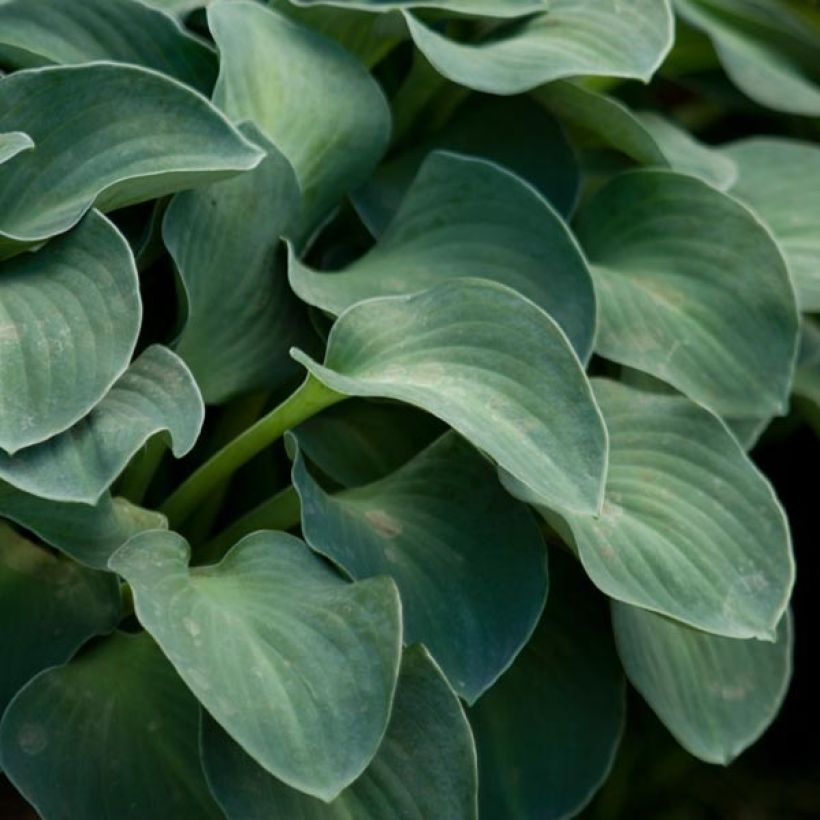 Hosta Blue Mouse Ears - Garten-Funkie (Foliage)