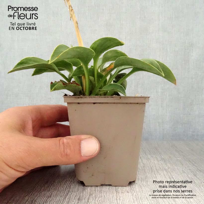 Example of Hosta Blue Mouse Ears - Garten-Funkie Kleine Töpfe von 8/9 cm as you get in automne