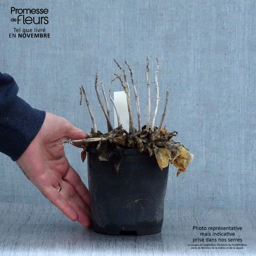 Example of Hosta Blue Mouse Ears - Garten-Funkie Topf mit 1,5L/2L as you get in automne