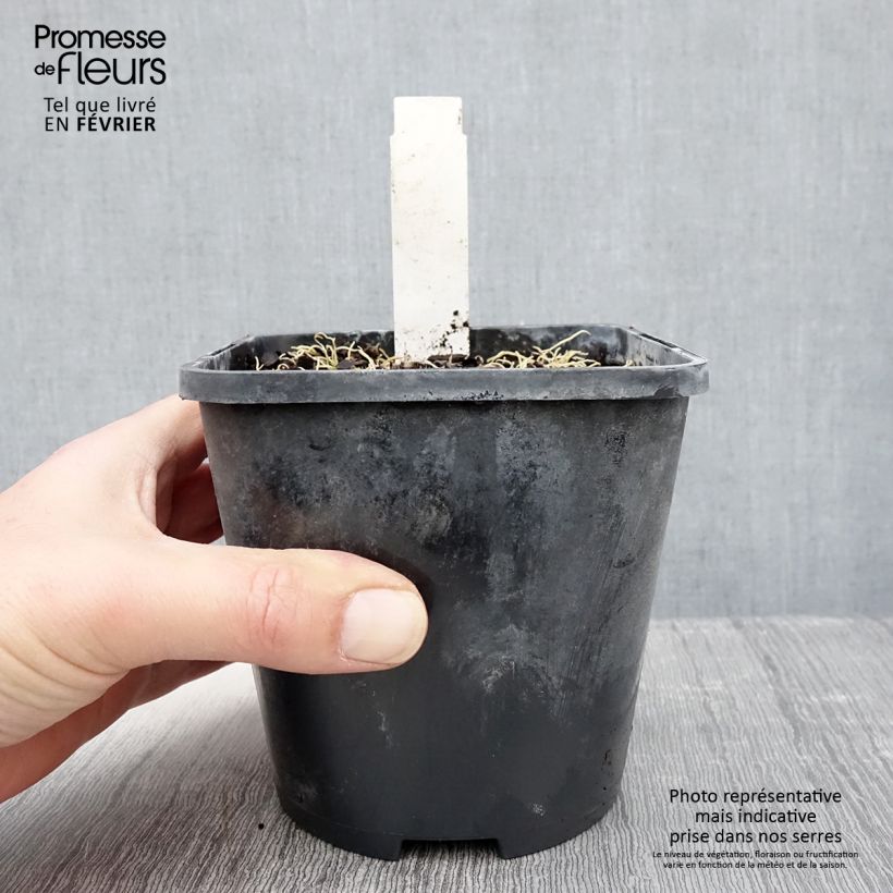 Exemplar von Hosta Blue Mouse Ears - Garten-Funkie Topf mit 1,5L/2L wie im Winter geliefert