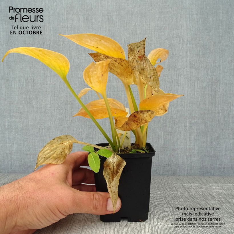 Example of Hosta Blue Umbrellas - Garten-Funkie Kleine Töpfe von 8/9 cm as you get in automne
