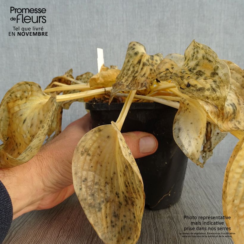 Example of Hosta Blue Vision - Garten-Funkie Topf mit 1,5L/2L as you get in automne