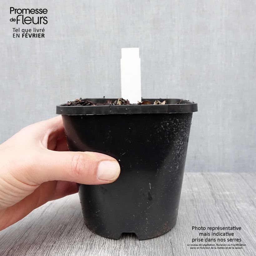 Exemplar von Hosta Blue Vision - Garten-Funkie Topf mit 1,5L/2L wie im Winter geliefert