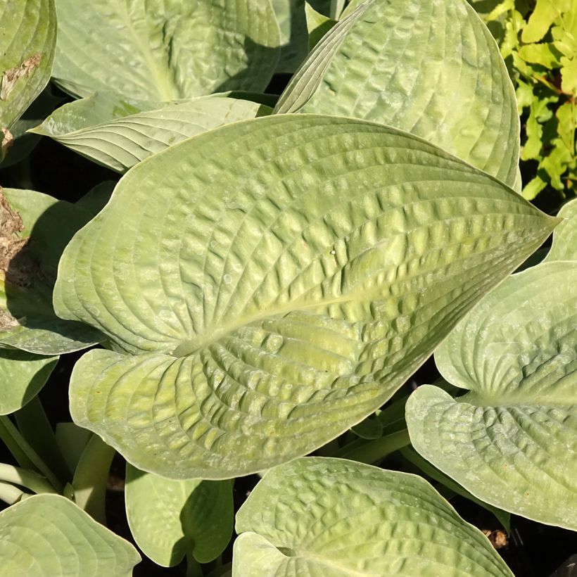 Hosta Blue Vision - Garten-Funkie (Foliage)