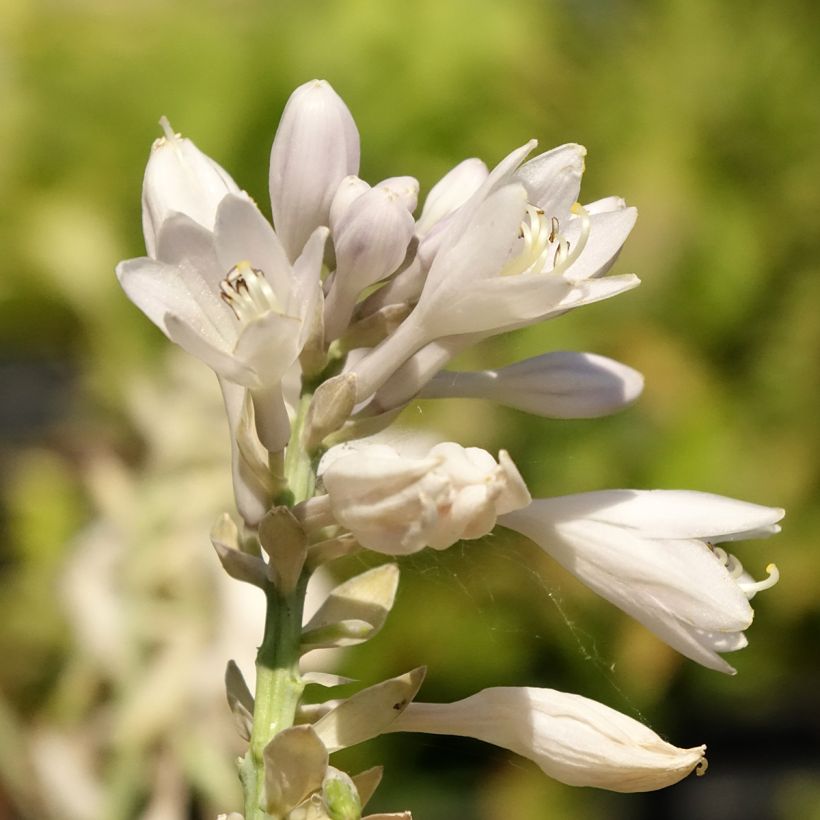 Hosta Blue Vision - Garten-Funkie (Flowering)