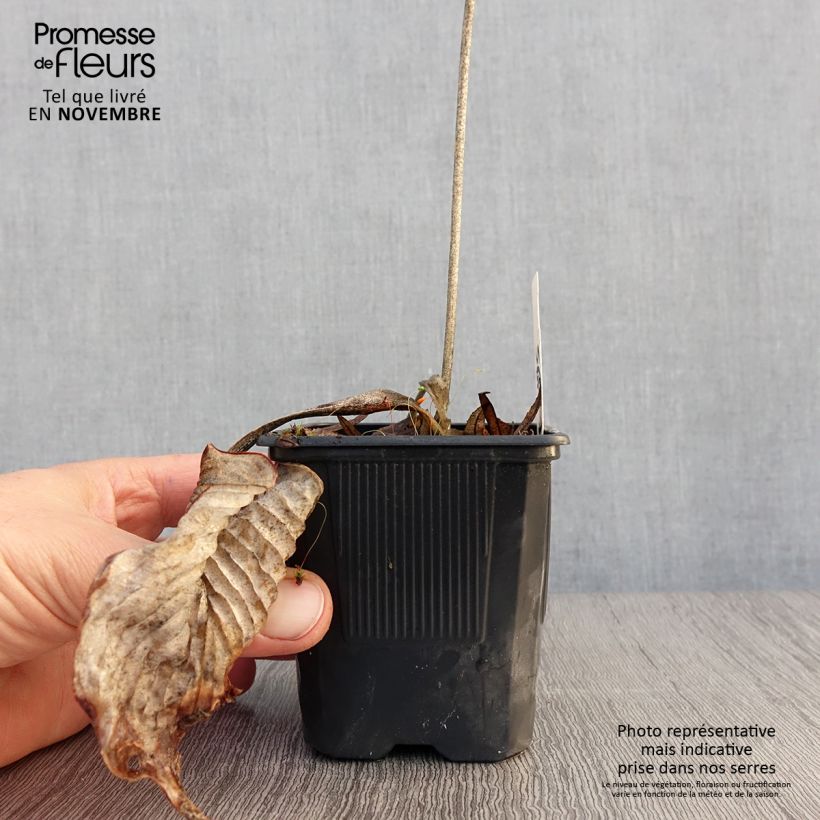 Example of Hosta Bressingham Blue - Garten-Funkie Kleine Töpfe von 8/9 cm as you get in automne