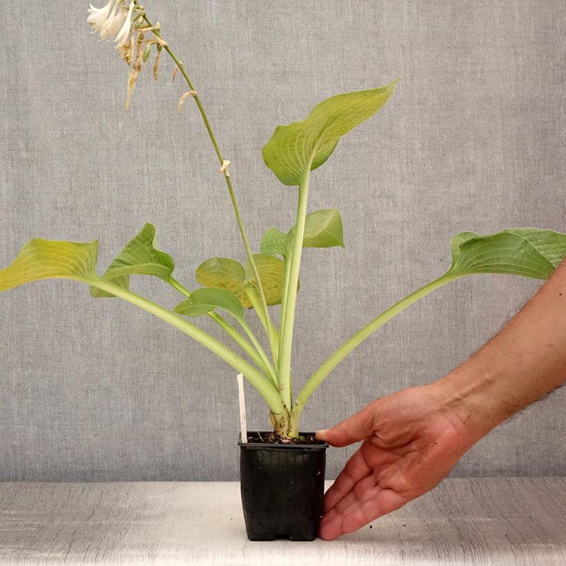 Exemplar von Hosta Bressingham Blue - Garten-Funkie Kleine Töpfe von 8/9 cm wie im Sommer geliefert