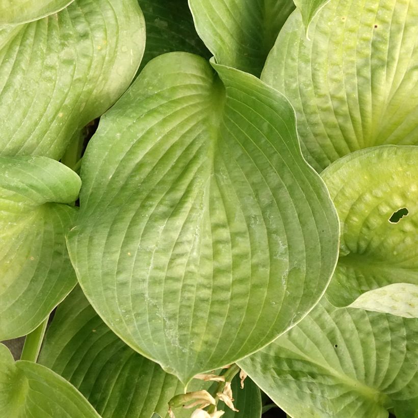 Hosta Bressingham Blue - Garten-Funkie (Foliage)