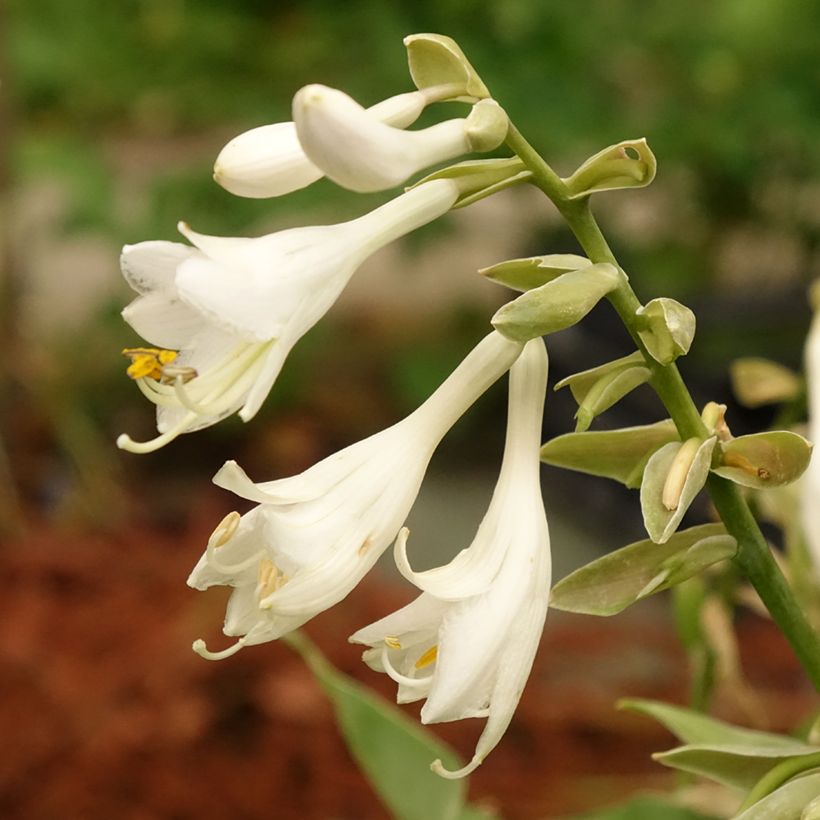 Hosta Bressingham Blue - Garten-Funkie (Flowering)