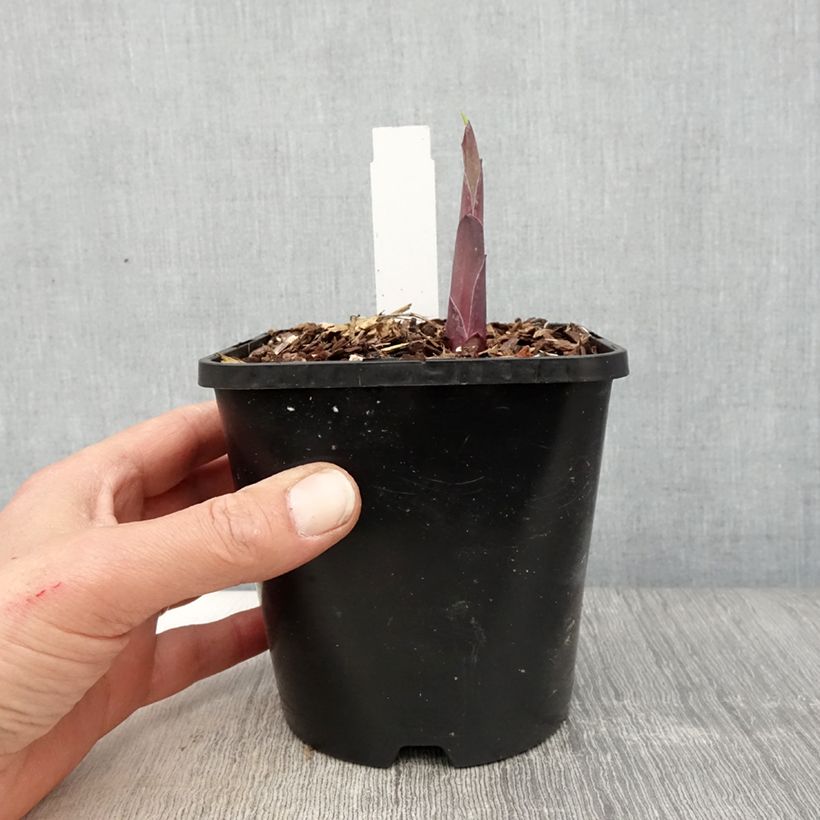 Exemplar von Hosta Bridal Falls - Garten-Funkie Topf mit 1,5L/2L wie im Frühjahr geliefert