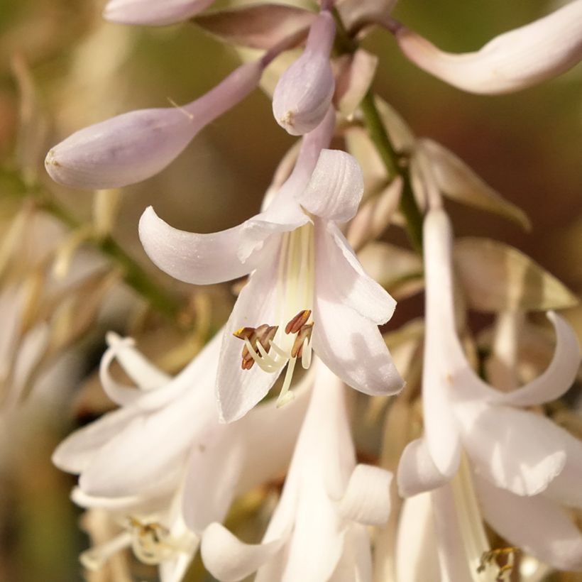 Hosta Bridal Falls - Garten-Funkie (Flowering)