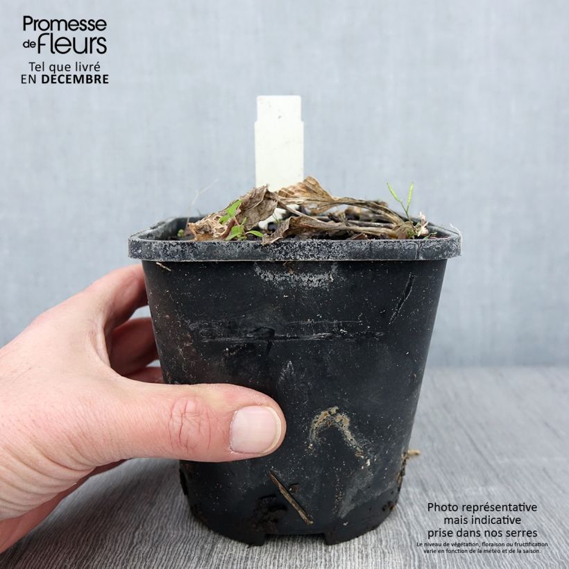 Example of Hosta Broad Street - Garten-Funkie Topf mit 1,5L/2L as you get in automne