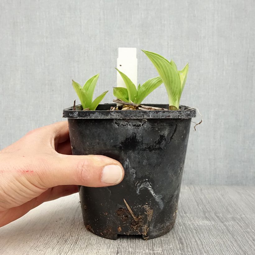 Exemplar von Hosta Broad Street - Garten-Funkie Topf mit 1,5L/2L wie im Frühjahr geliefert