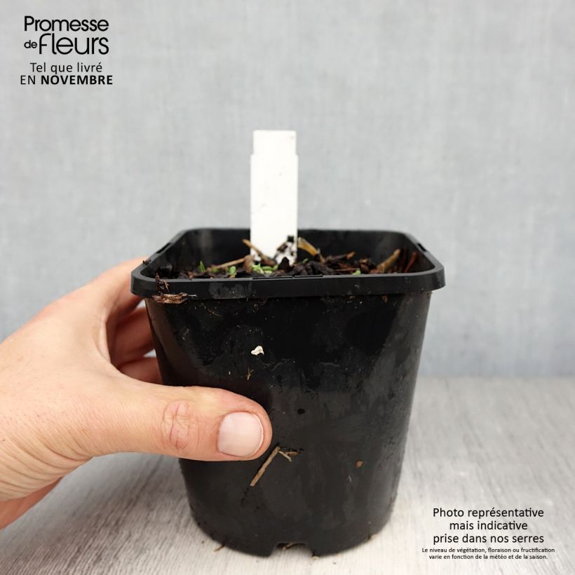 Example of Hosta Broadway - Garten-Funkie Topf mit 1,5L/2L as you get in automne