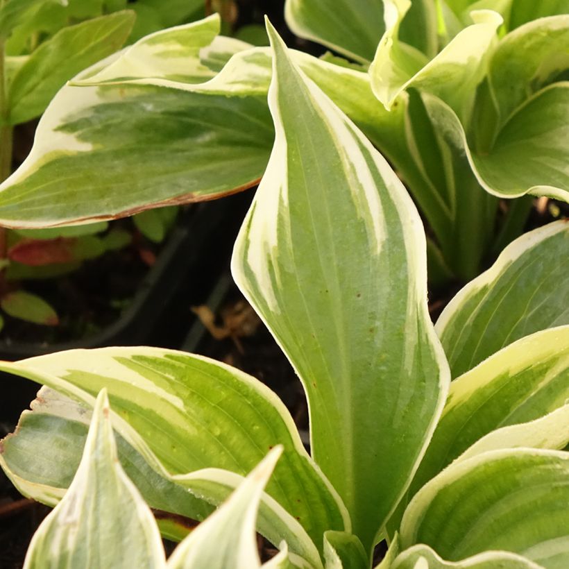 Hosta Broadway - Garten-Funkie (Foliage)