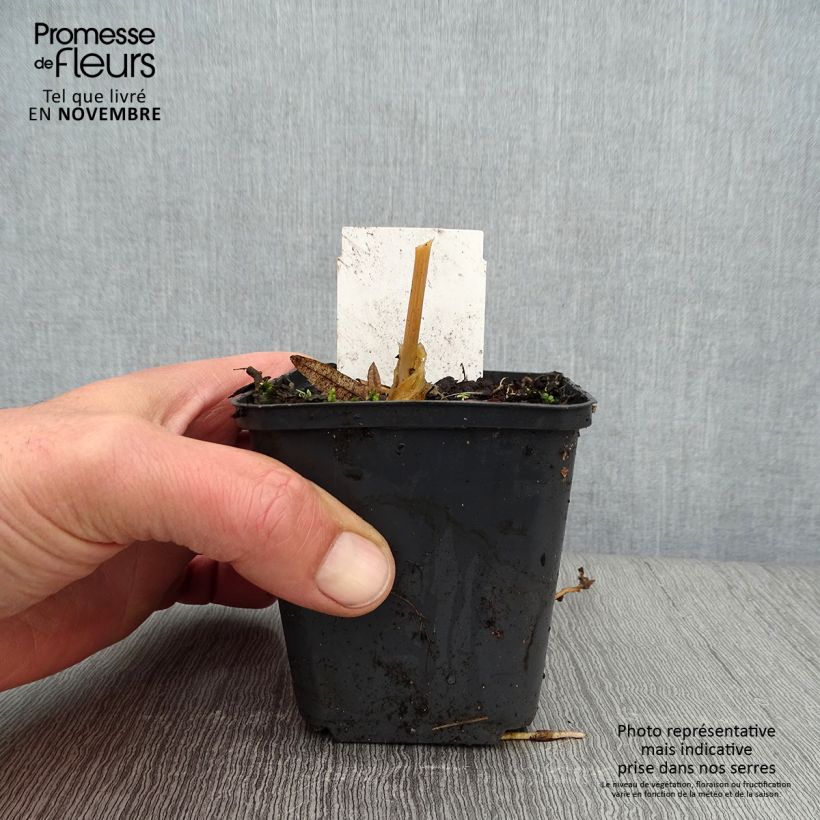 Example of Hosta Canadian Blue - Garten-Funkie Kleine Töpfe von 8/9 cm as you get in automne
