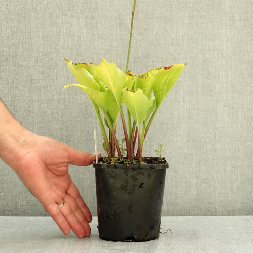 Exemplar von Hosta Celtic Uplands - Garten-Funkie Topf mit 1,5L/2L wie im Sommer geliefert