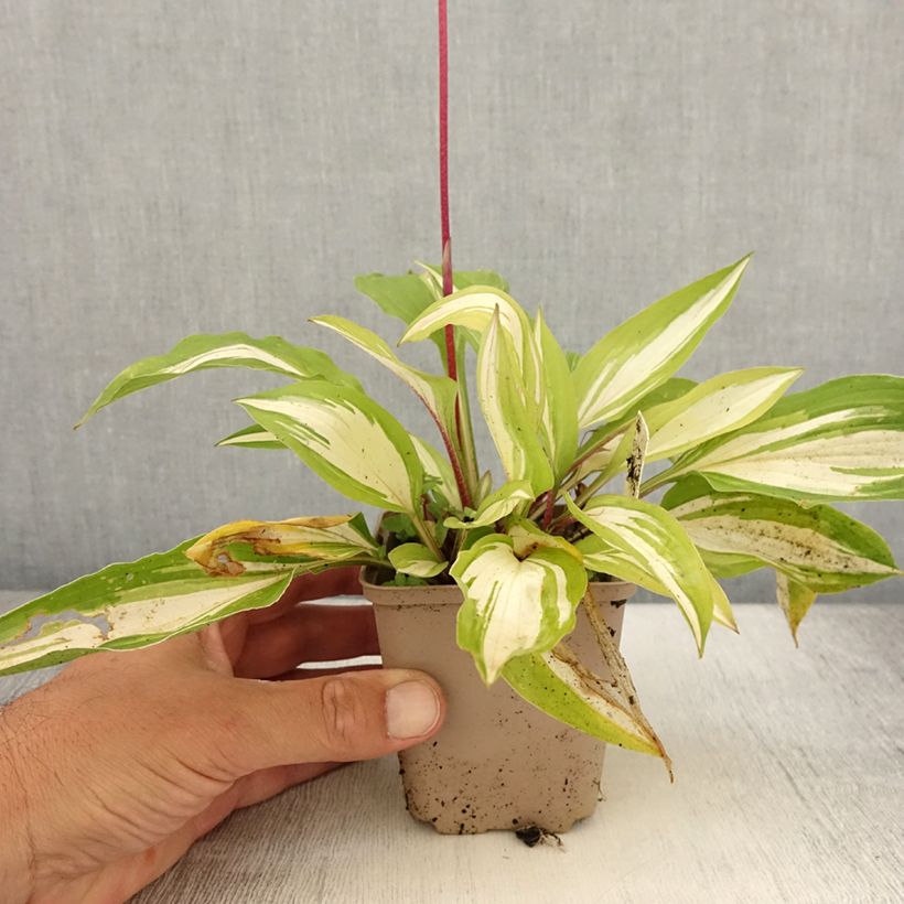 Example of Hosta Cherry Berry - Garten-Funkie Kleine Töpfe von 8/9 cm as you get in ete