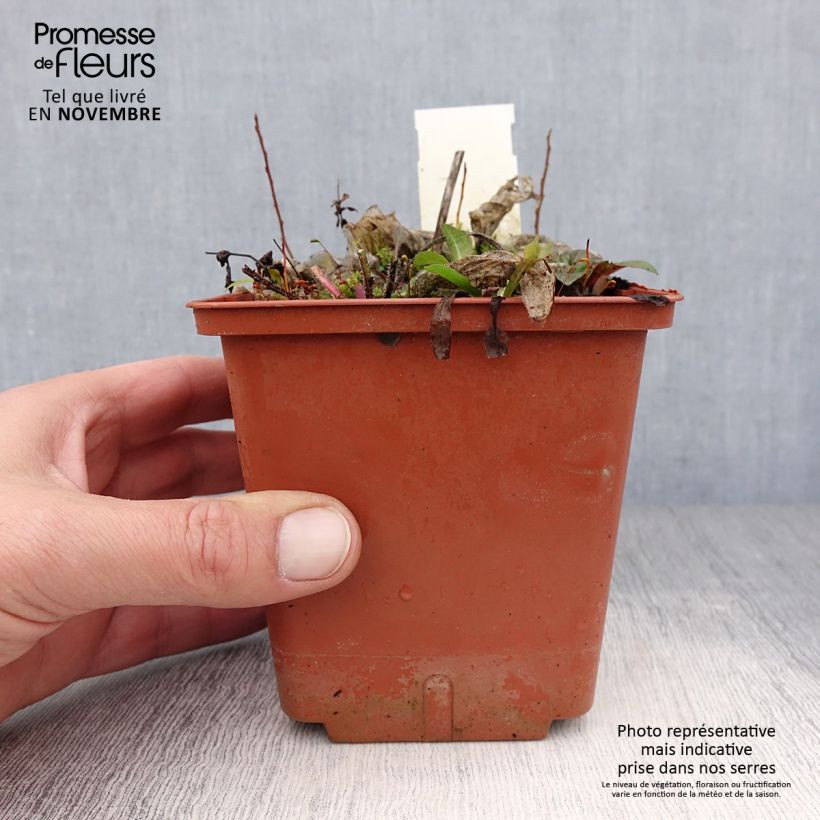Example of Hosta Christmas Tree - Garten-Funkie Topf mit 1L/1,5L as you get in automne