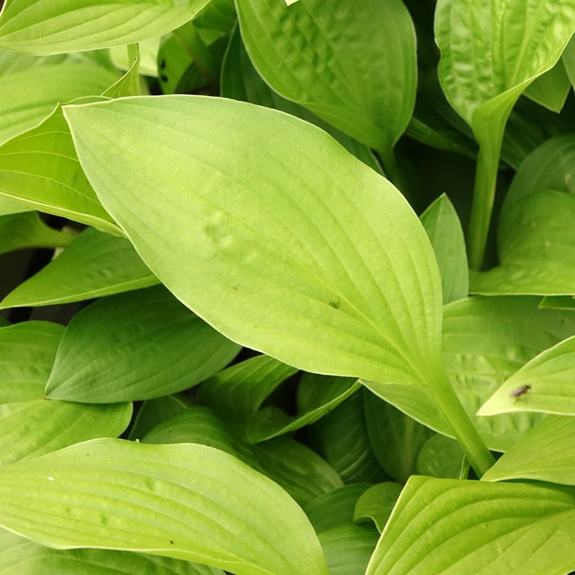 Hosta clausa var. normalis - Korea-Funkie (Laub)