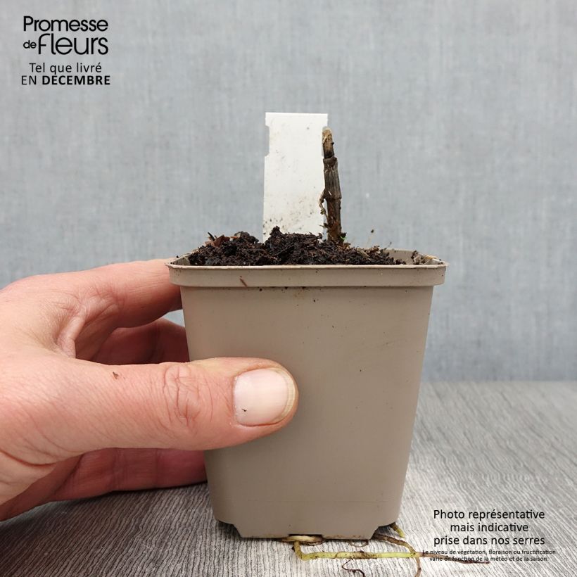 Example of Hosta Clifford's Forest Fire - Garten-Funkie Kleine Töpfe von 8/9 cm as you get in automne