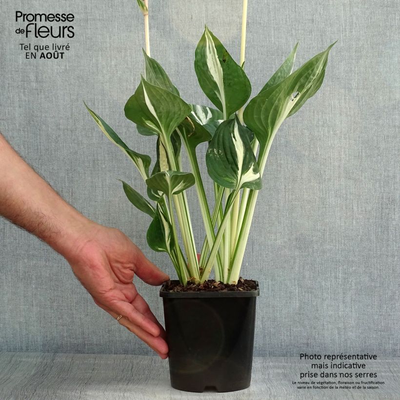 Example of Hosta Clifford's Stingray - Garten-Funkie Topf mit 1,5L/2L as you get in ete