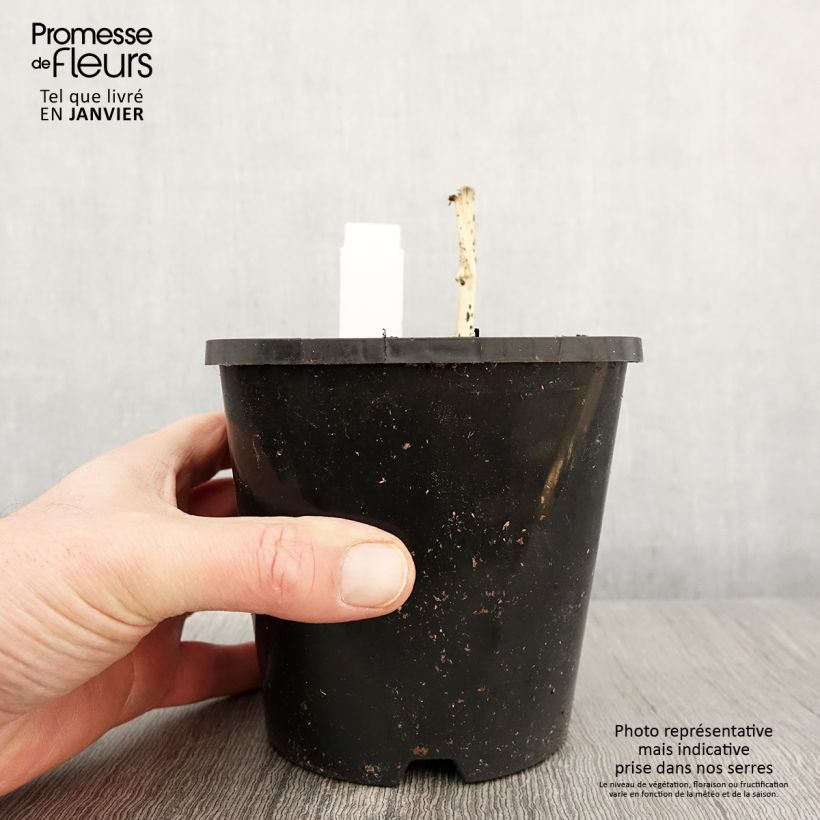 Exemplar von Hosta Clifford's Stingray - Garten-Funkie Topf mit 1,5L/2L wie im Winter geliefert