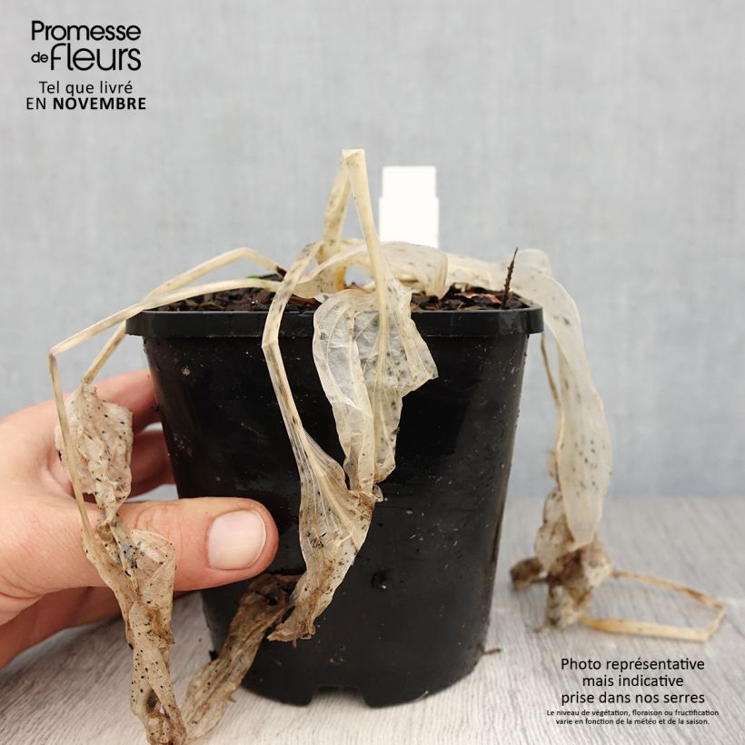 Example of Hosta Coast to Coast - Garten-Funkie Topf mit 1,5L/2L as you get in automne
