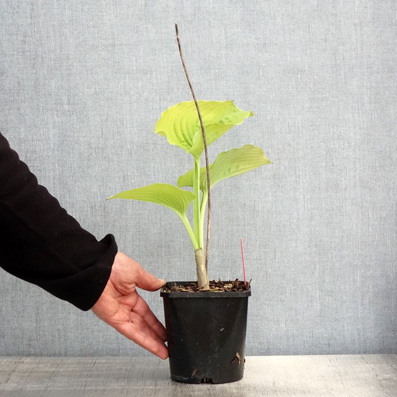 Exemplar von Hosta Coast to Coast - Garten-Funkie Topf mit 1,5L/2L wie im Frühjahr geliefert