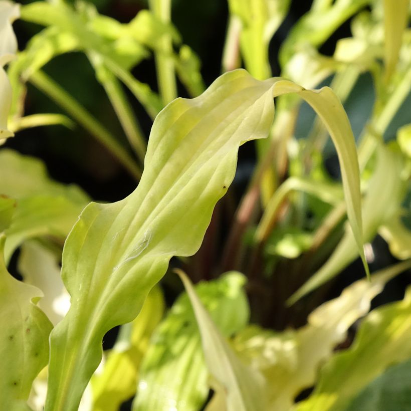Hosta Curly Fries - Garten-Funkie (Foliage)