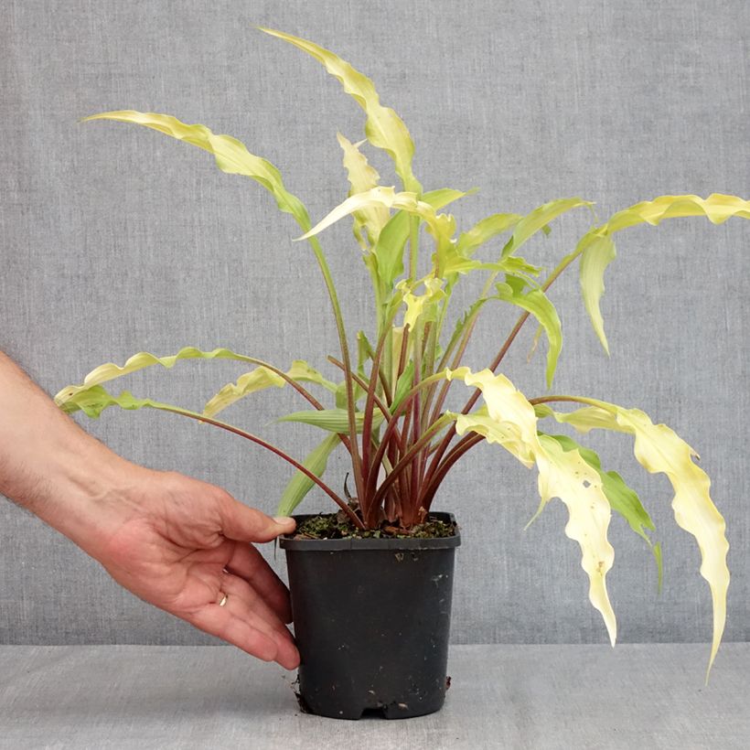 Example of Hosta Curly Fries - Garten-Funkie Topf mit 1,5L/2L as you get in ete