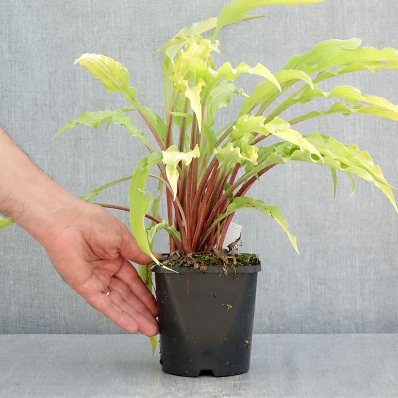 Exemplar von Hosta Curly Fries - Garten-Funkie Topf mit 1,5L/2L wie im Frühjahr geliefert