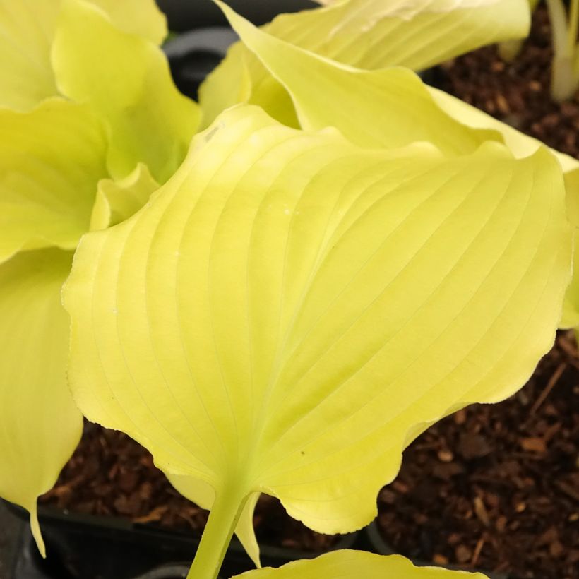 Hosta Dancing Queen - Garten-Funkie (Laub)