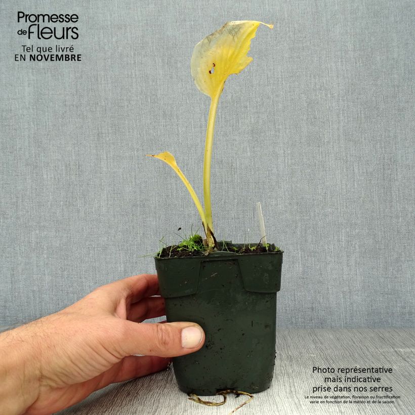 Example of Hosta Delta Dawn - Garten-Funkie Kleine Töpfe von 8/9 cm as you get in automne