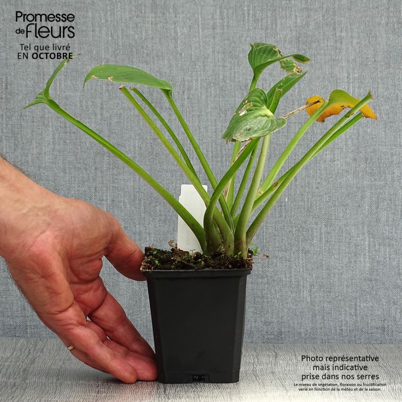 Example of Hosta Devon Green - Garten-Funkie Kleine Töpfe von 8/9 cm as you get in automne