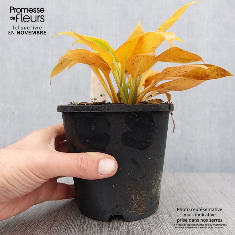Example of Hosta Devon Green - Garten-Funkie Topf mit 1,5L/2L as you get in automne