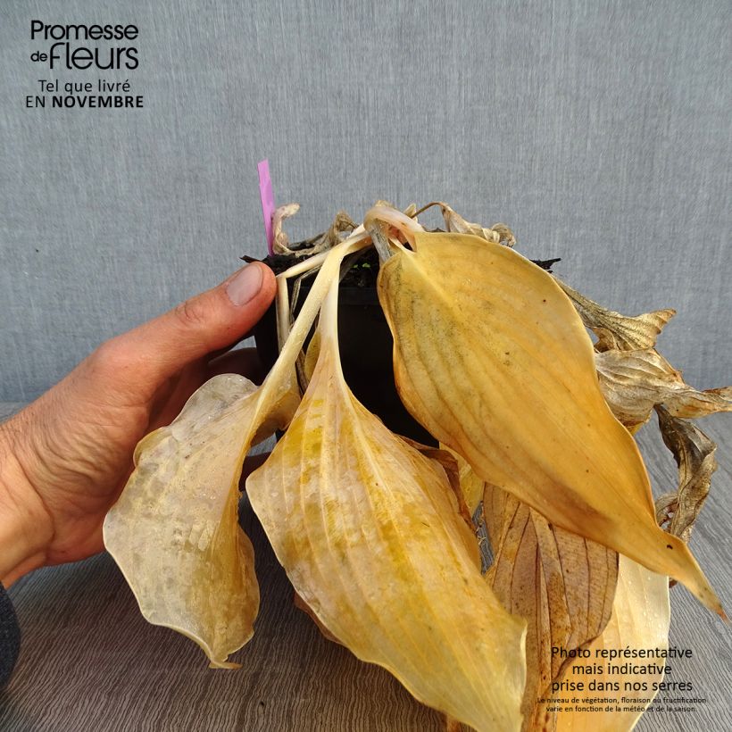 Example of Hosta Diamond Lake - Garten-Funkie Topf mit 1,5L/2L as you get in automne