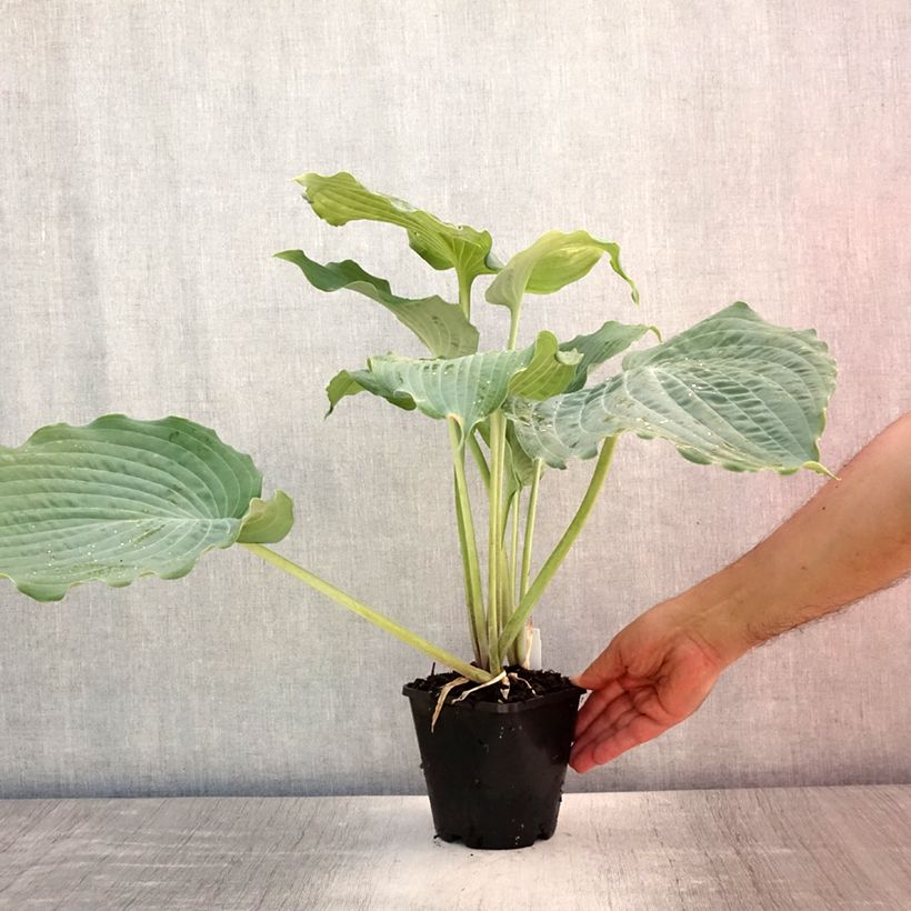 Exemplar von Hosta Diamond Lake - Garten-Funkie Topf mit 1,5L/2L wie im Sommer geliefert