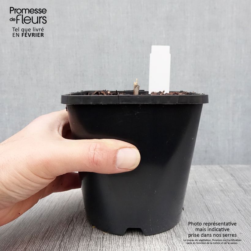 Exemplar von Hosta Diamond Lake - Garten-Funkie Topf mit 1,5L/2L wie im Winter geliefert