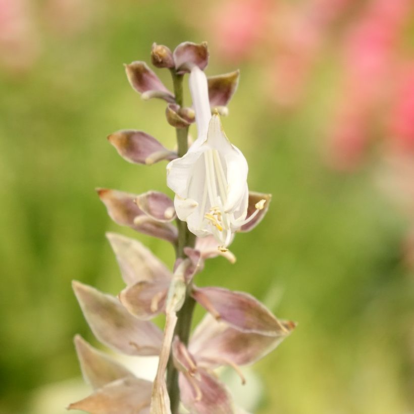 Hosta Diamond Lake - Garten-Funkie (Flowering)