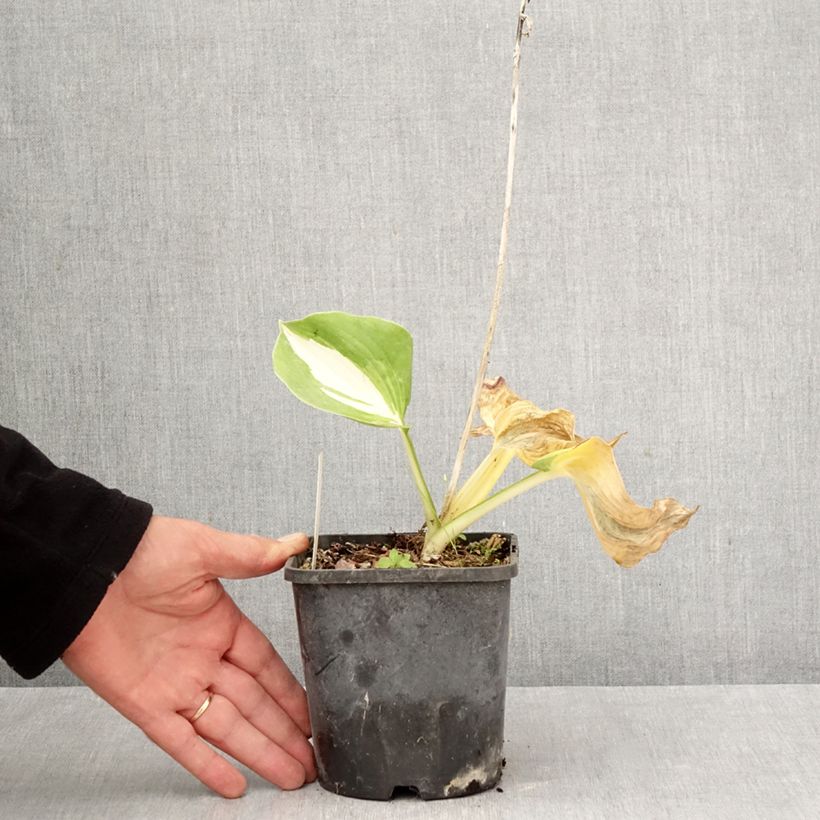 Exemplar von Hosta Dream Queen - Garten-Funkie Topf mit 1,5L/2L wie im Herbst geliefert