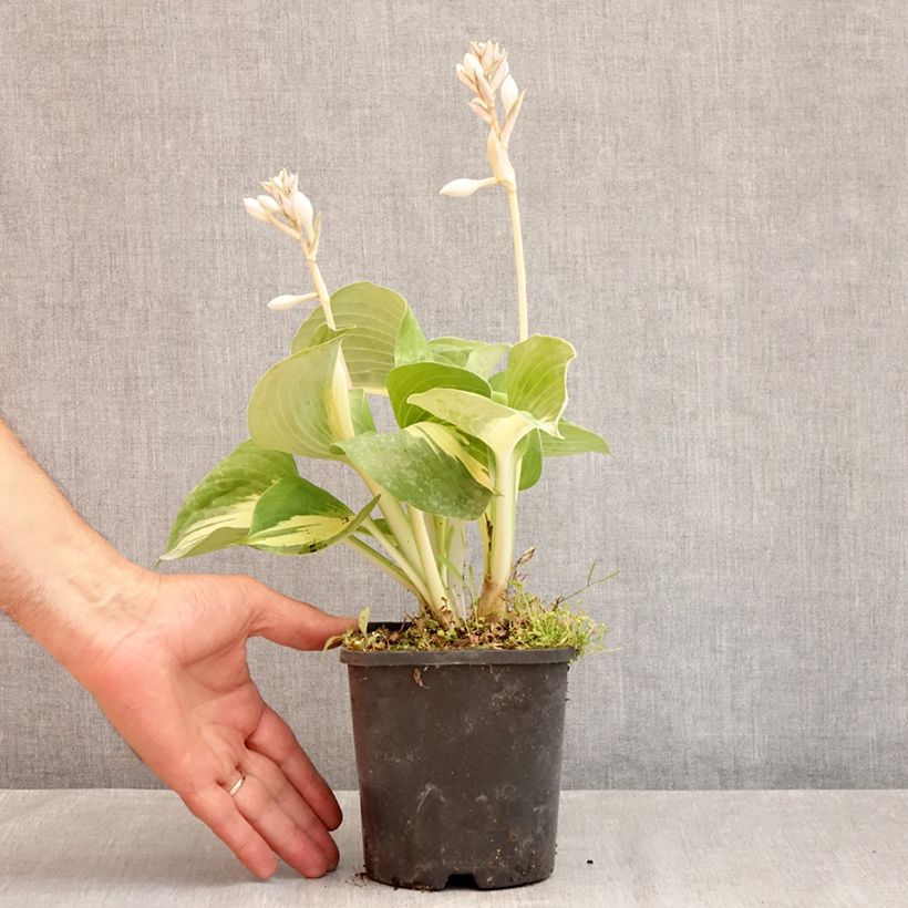 Example of Hosta Dream Queen - Garten-Funkie Topf mit 1,5L/2L as you get in ete